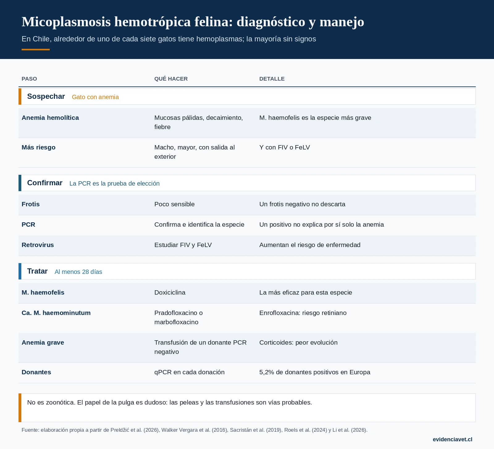 Cuándo sospechar micoplasmosis hemotrópica en un gato, cómo confirmarla, cómo tratarla y cómo manejar a los donantes de sangre.