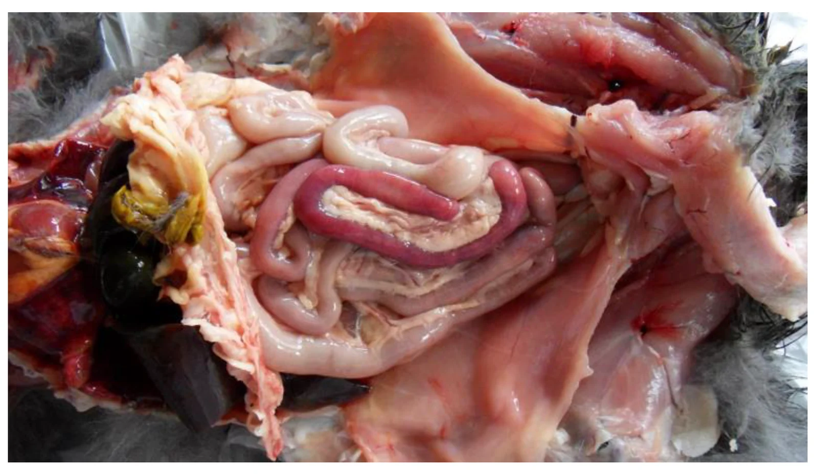 Cavidad abdominal de un gato con panleucopenia: hiperemia intensa del intestino delgado (yeyuno e íleon) y edema de los linfonodos mesentéricos.
