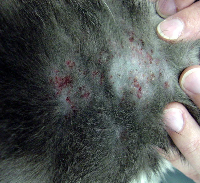 Dermatitis miliar en un gato alérgico a la picadura de pulga: pequeñas pápulas con costras rojizas, que se sienten mejor con los dedos que a la vista.