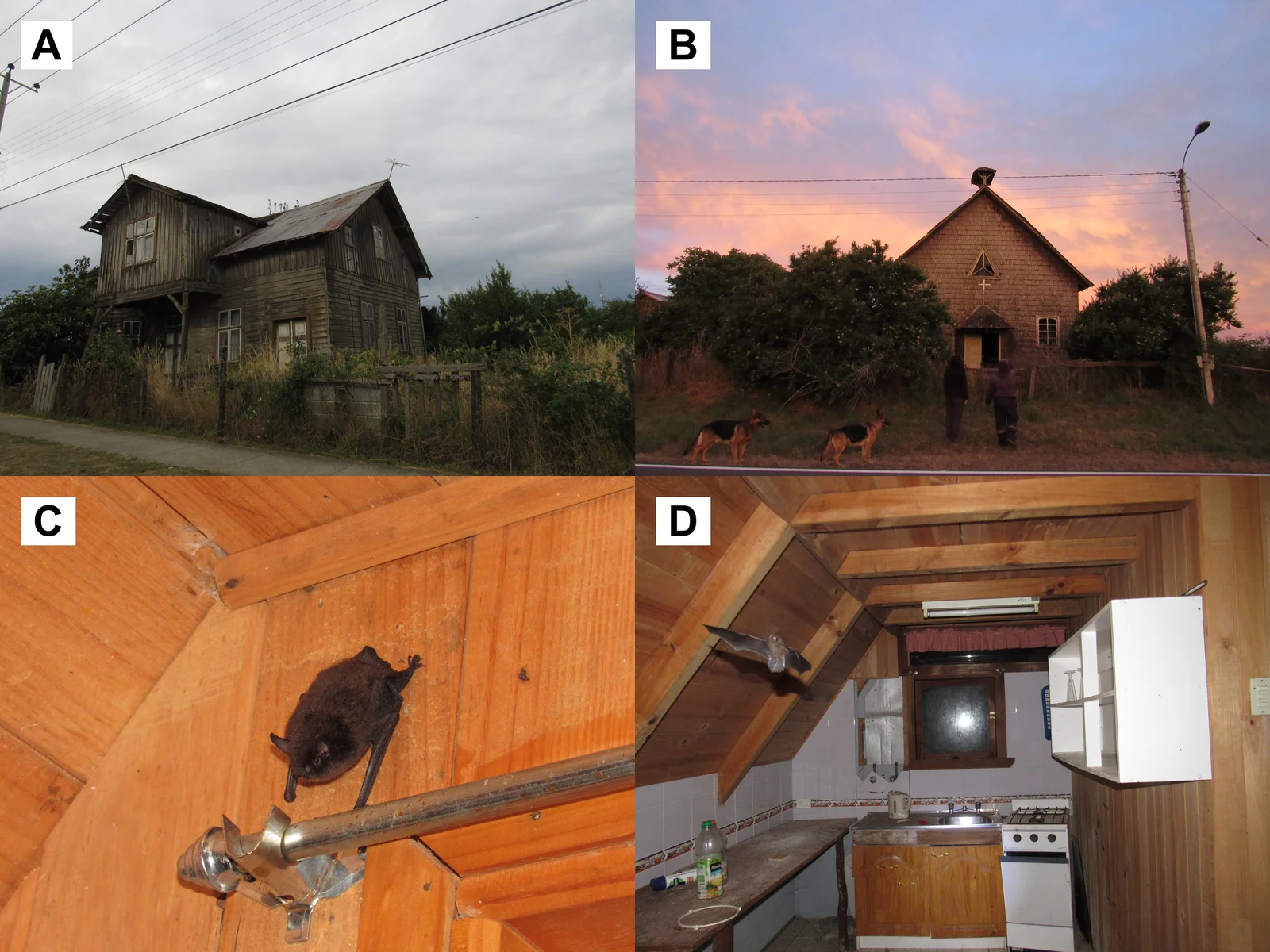Murciélagos en viviendas rurales de Los Ríos y Los Lagos: casa de madera con aberturas sin sellar (A), iglesia rural usada como refugio (B) y Myotis chiloensis en una pared interior (C) y en la cocina de una casa habitada (D).