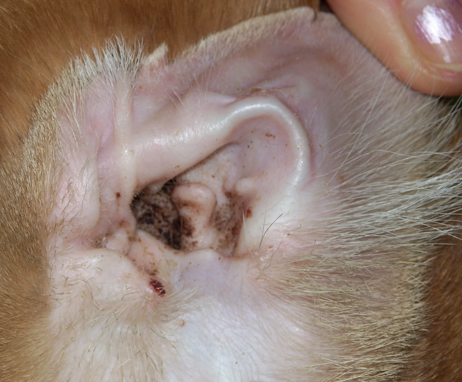 Oreja de un gato con ácaros del oído: cerumen café oscuro y seco en la entrada del conducto auditivo.