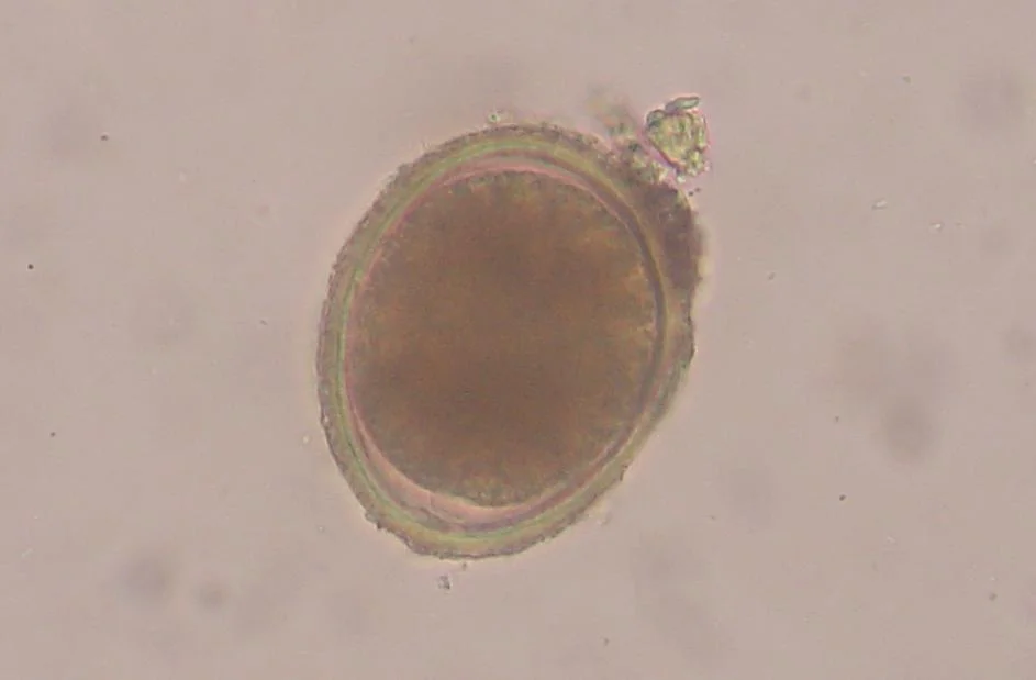 Huevo de Toxocara cati al microscopio (x400), con su cubierta gruesa y rugosa. Se busca por flotación fecal.