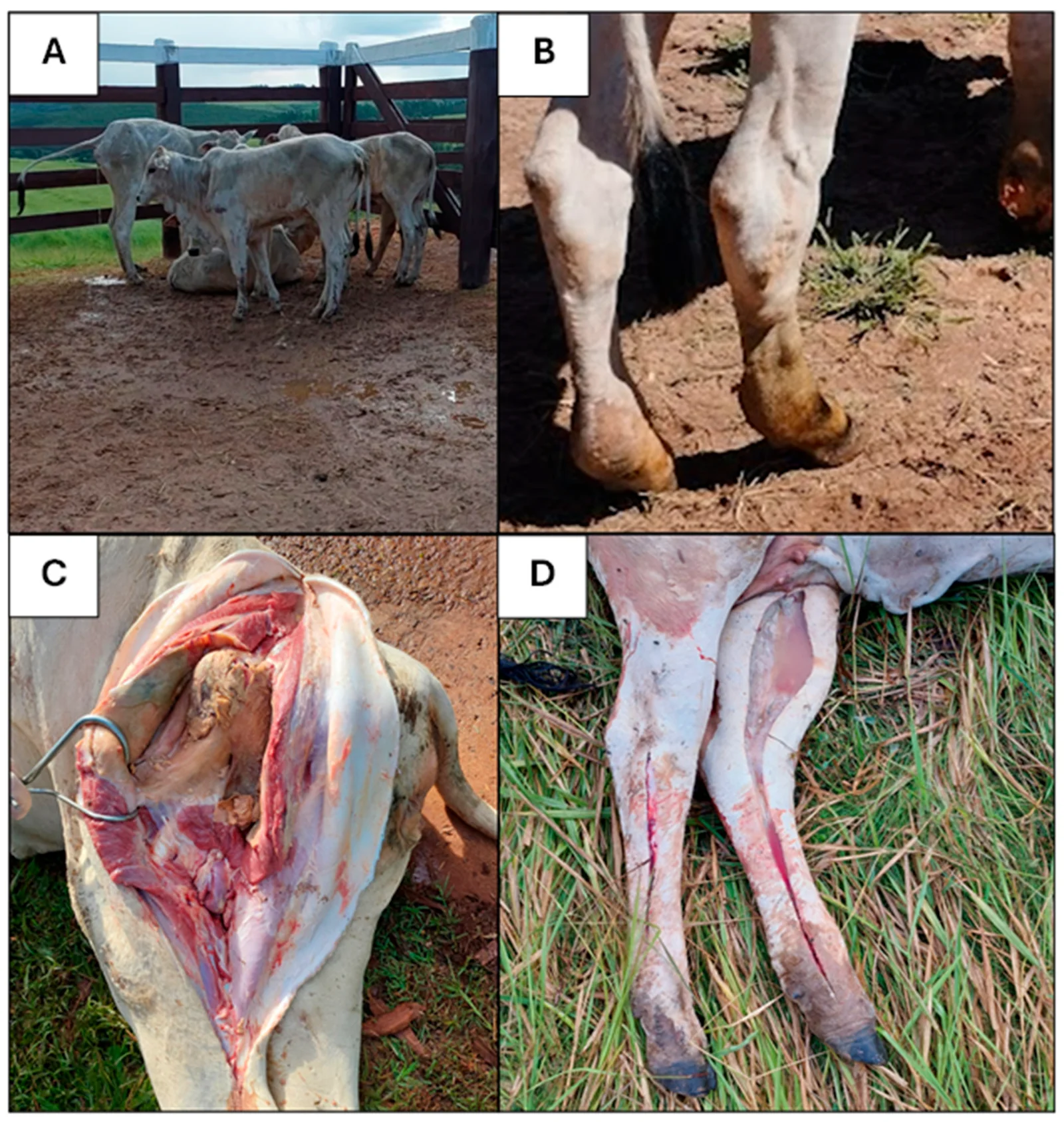 Brote de mancha (C. chauvoei) en vaquillas: (A) animales en el predio; (B) edema de la extremidad posterior; (C) necrosis muscular; (D) extremidades edematosas después de la muerte.