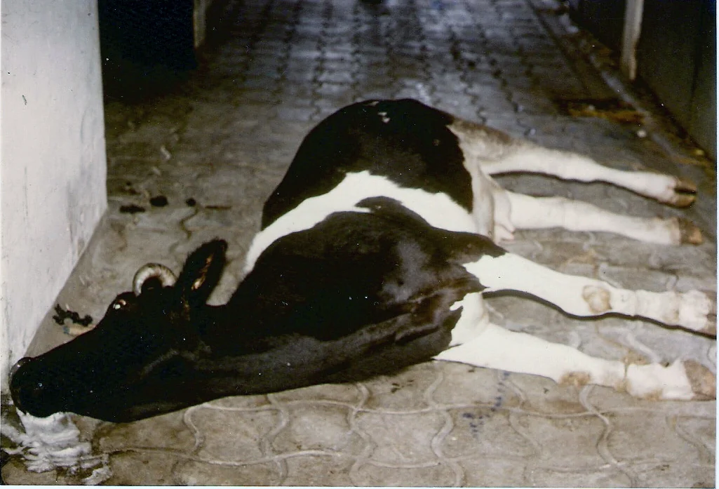 Vaca con tétanos.