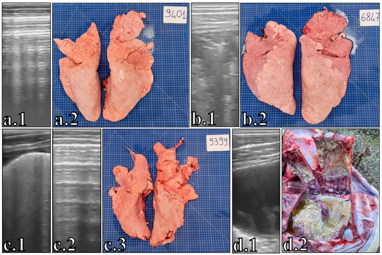 Comparación entre la ecografía pulmonar y el pulmón en faena o necropsia en cuatro terneros: pulmón sano (a), atelectasia de lóbulos craneales en un caso crónico (b), adherencias pleurales por pleuritis previa (c) y pleuritis fibrinosa grave en un ternero muerto (d).