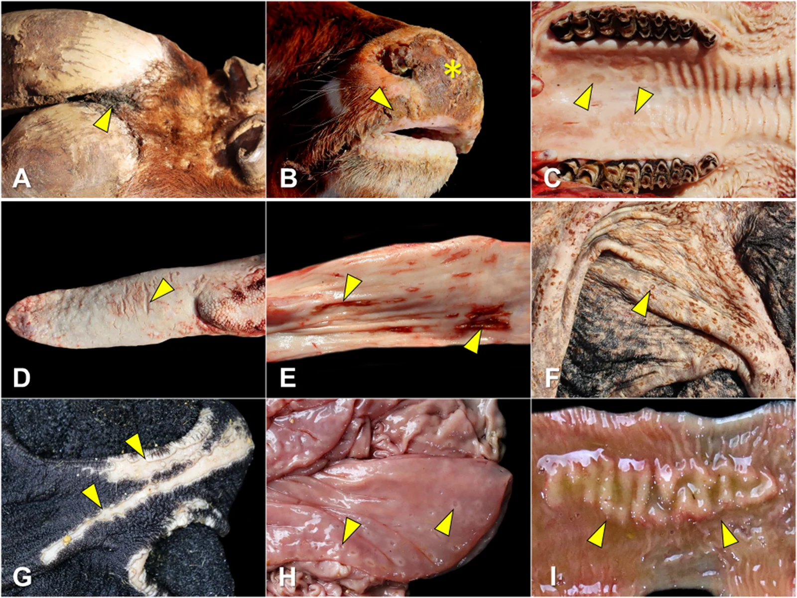 Enfermedad de las mucosas en dos bovinos: úlceras en el espacio interdigital (A), el plano nasal (B), el paladar (C), la lengua (D), el esófago (E) y los pilares del rumen (F, G), erosiones del abomaso (H) y placas de Peyer aumentadas en el íleon (I).