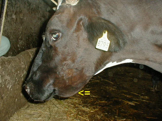Edema submandibular en una vaca con distomatosis.