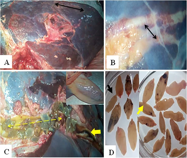 Distomatosis crónica en bovinos: (A) hígado pequeño y firme con cápsula arrugada; (B) conductos biliares engrosados; (C) fasciolas maduras e inmaduras con exudado pardo negruzco; (D) identificación de las fasciolas. Estudio en Etiopía, donde también circula F. gigantica.