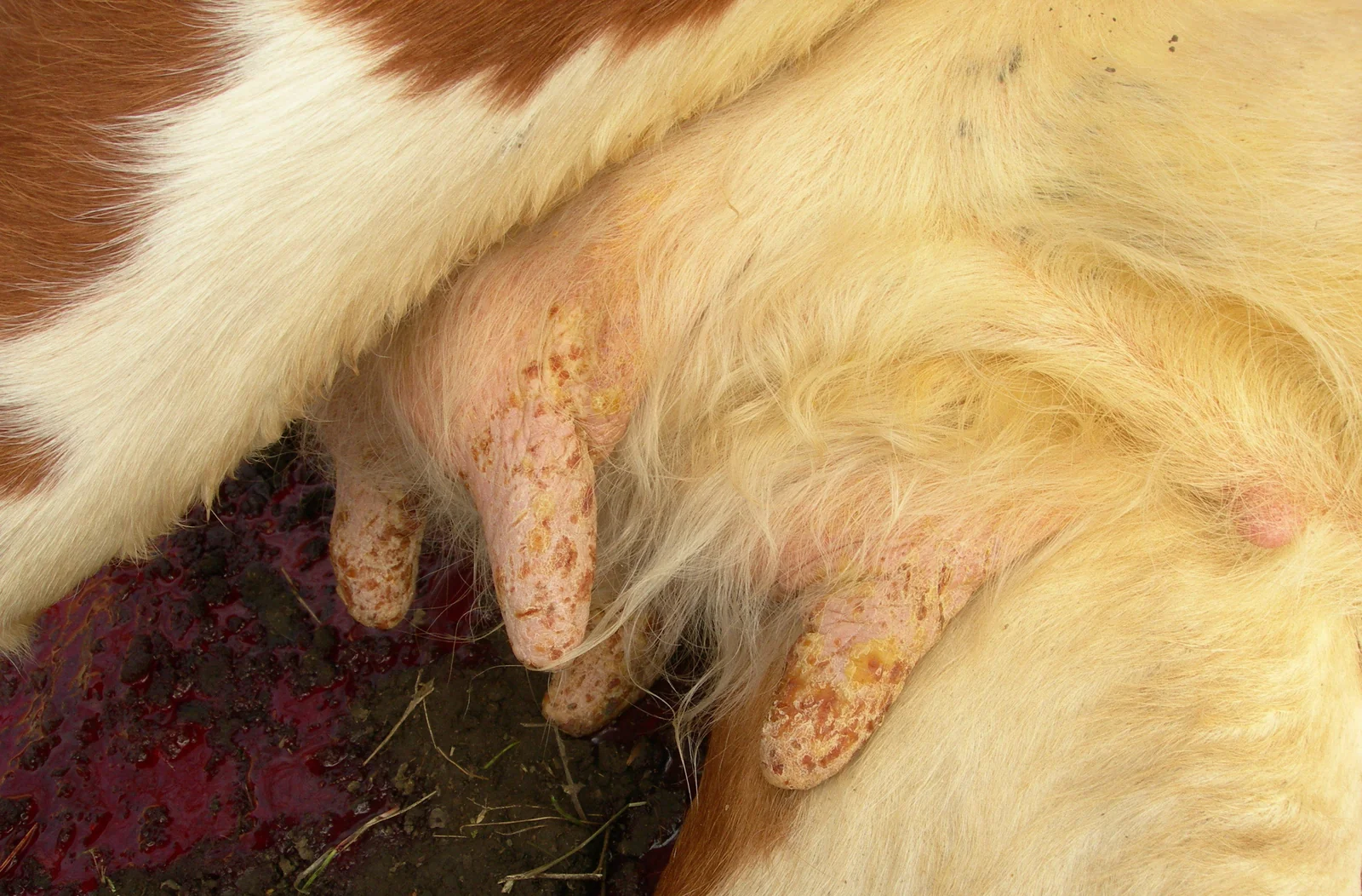 Lesiones ulceradas en los pezones de una vaca con fiebre aftosa.