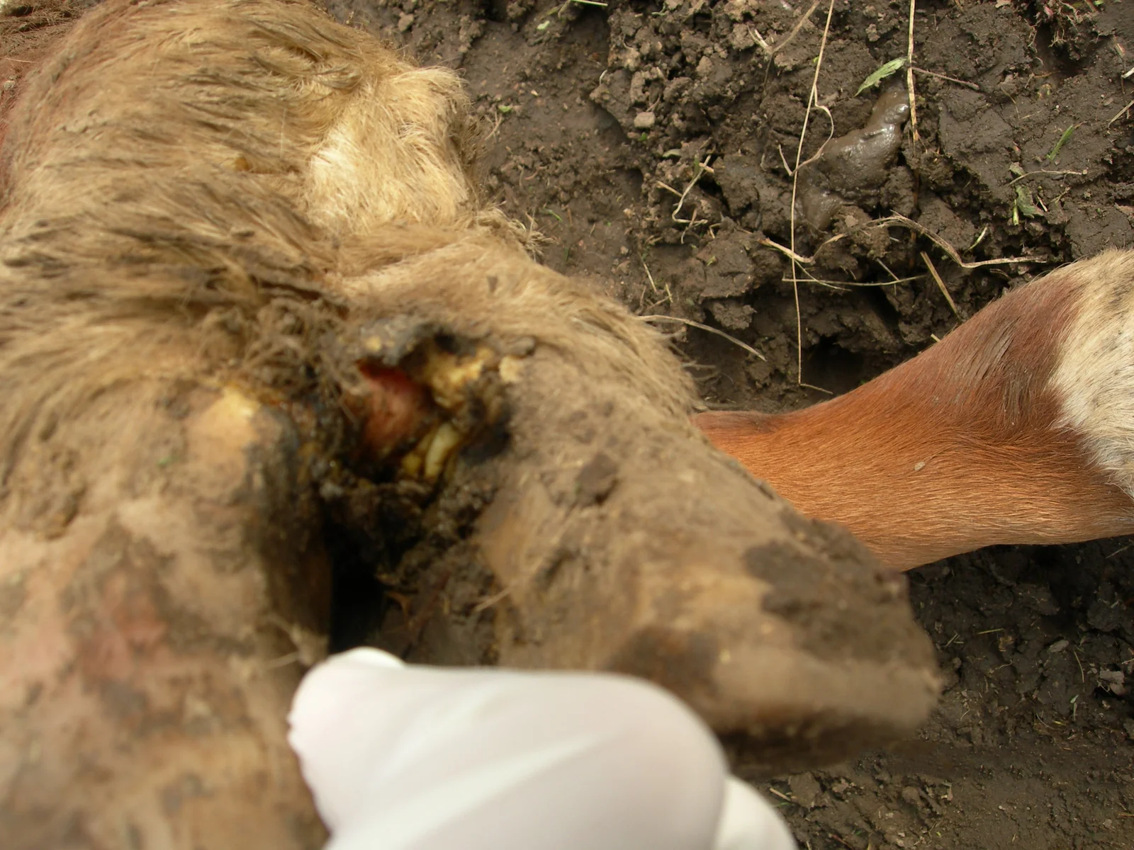 Úlcera en el espacio interdigital de una vaca con fiebre aftosa.
