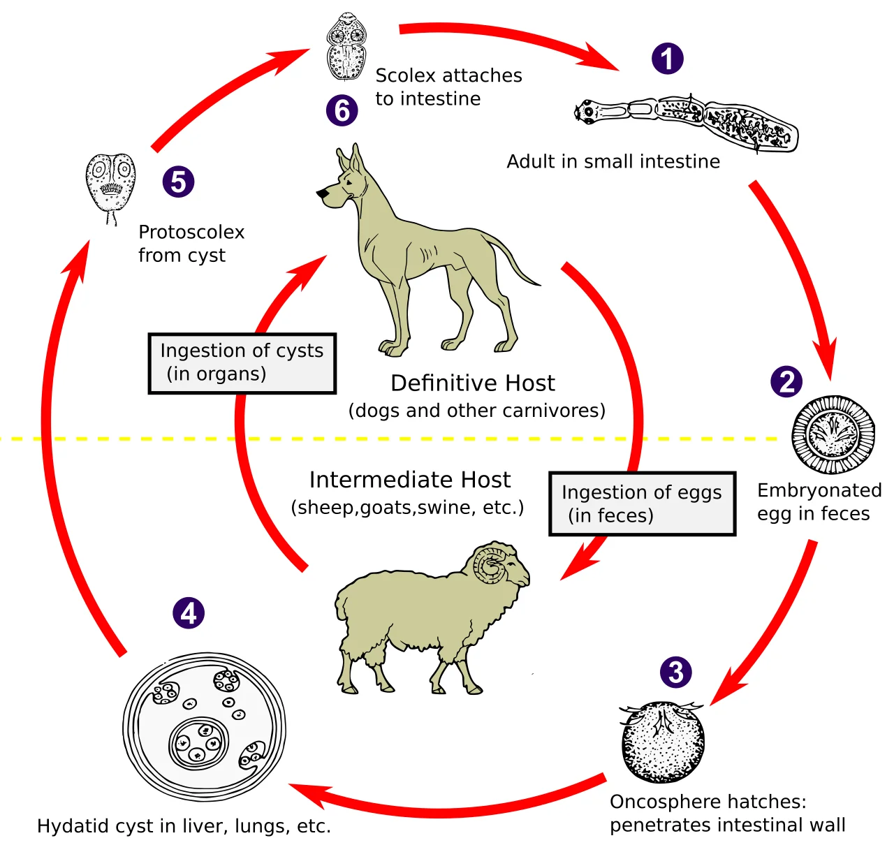 Ciclo de Echinococcus granulosus: el perro elimina huevos en las heces, el ganado (y las personas) los ingiere y desarrolla quistes, y el perro se infecta al comer vísceras con quistes fértiles.