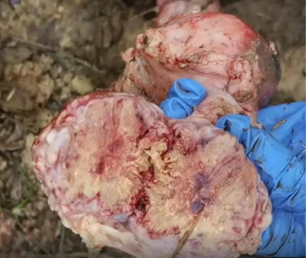Corte de linfonódulos mesentéricos con masa tumoral (flecha) en una vaca con linfosarcoma confirmado por virus de la leucemia bovina.