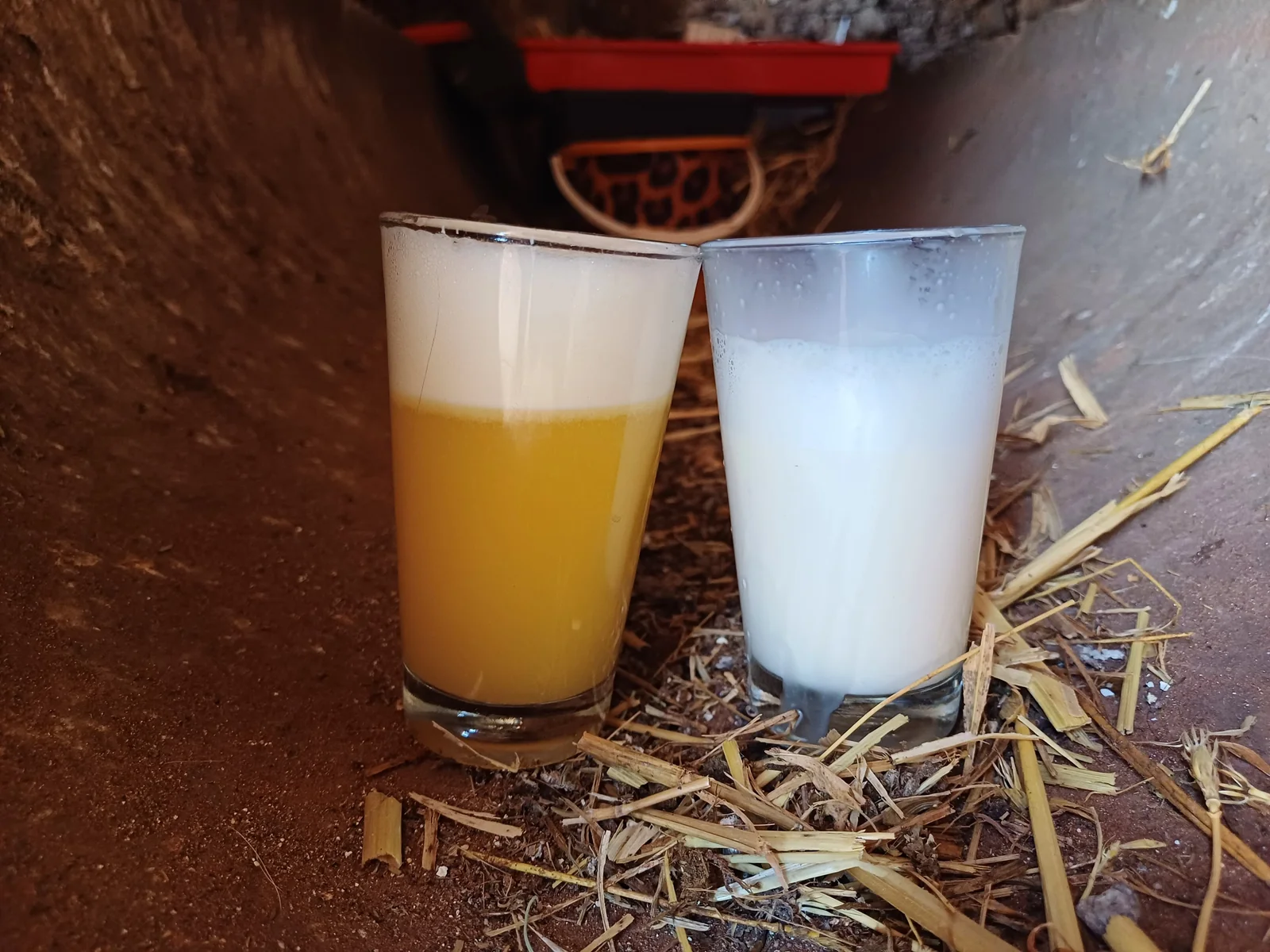 Leche de un cuarto con mastitis por coliformes (izquierda), acuosa y amarillenta, junto a leche normal de otro cuarto de la misma vaca (derecha).