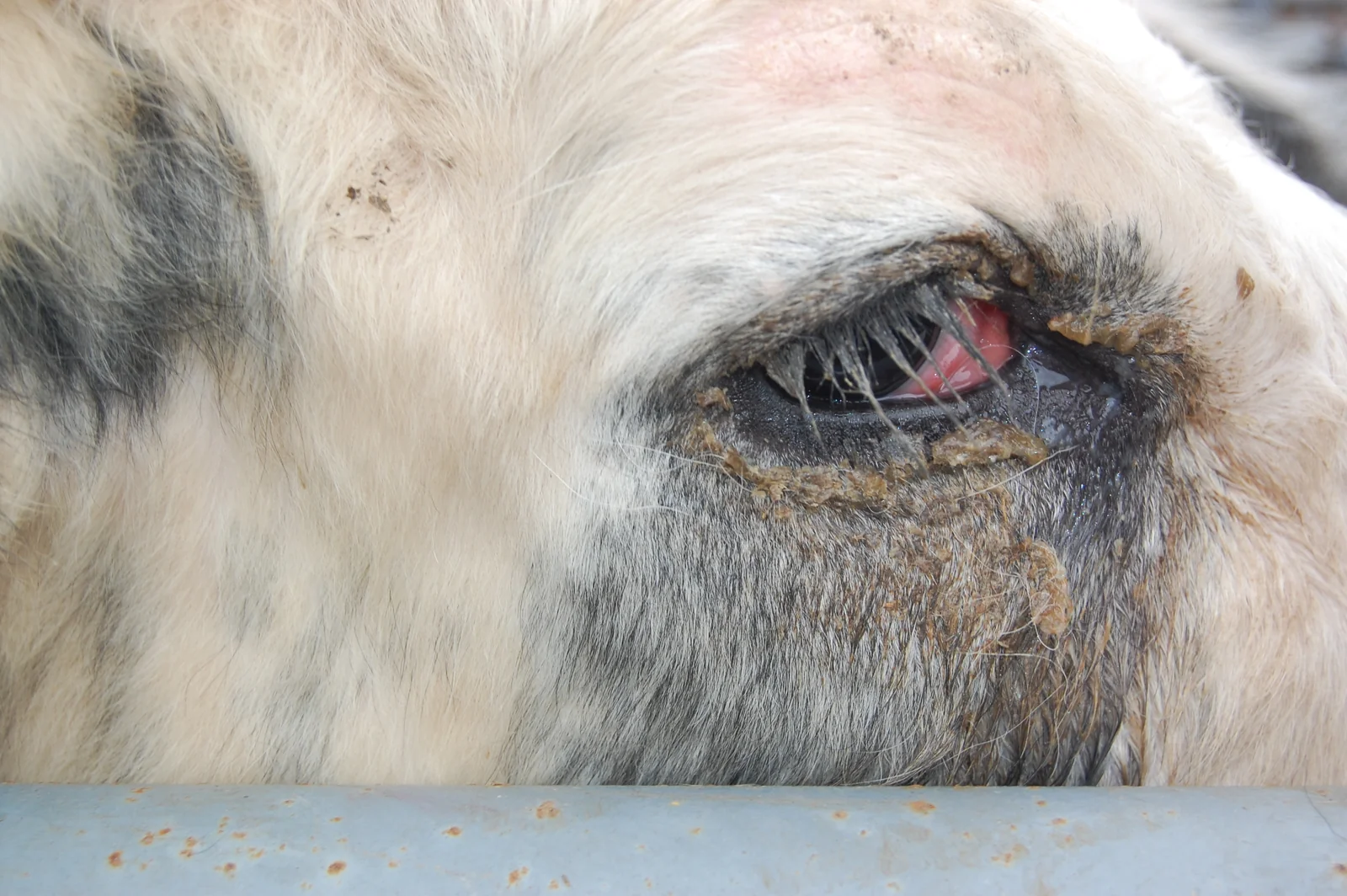 Conjuntivitis con lagrimeo en un bovino con rinotraqueítis infecciosa bovina.