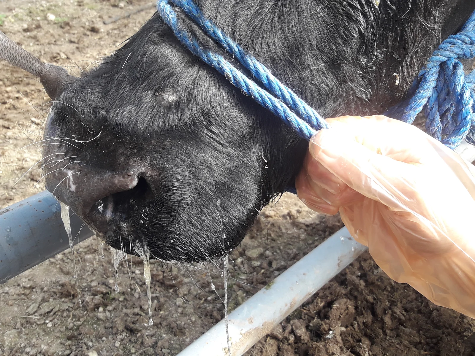 Descarga nasal serosa y salivación en un bovino con rinotraqueítis infecciosa bovina.
