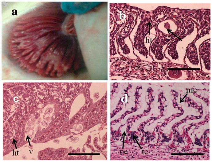 Histología de branquias de centros chilenos: lesiones de amebiasis branquial, con hiperplasia del epitelio, fusión de lamelas y vesículas entre lamelas con amebas, comparadas con daño branquial de otra causa, con hiperplasia de células mucosas.