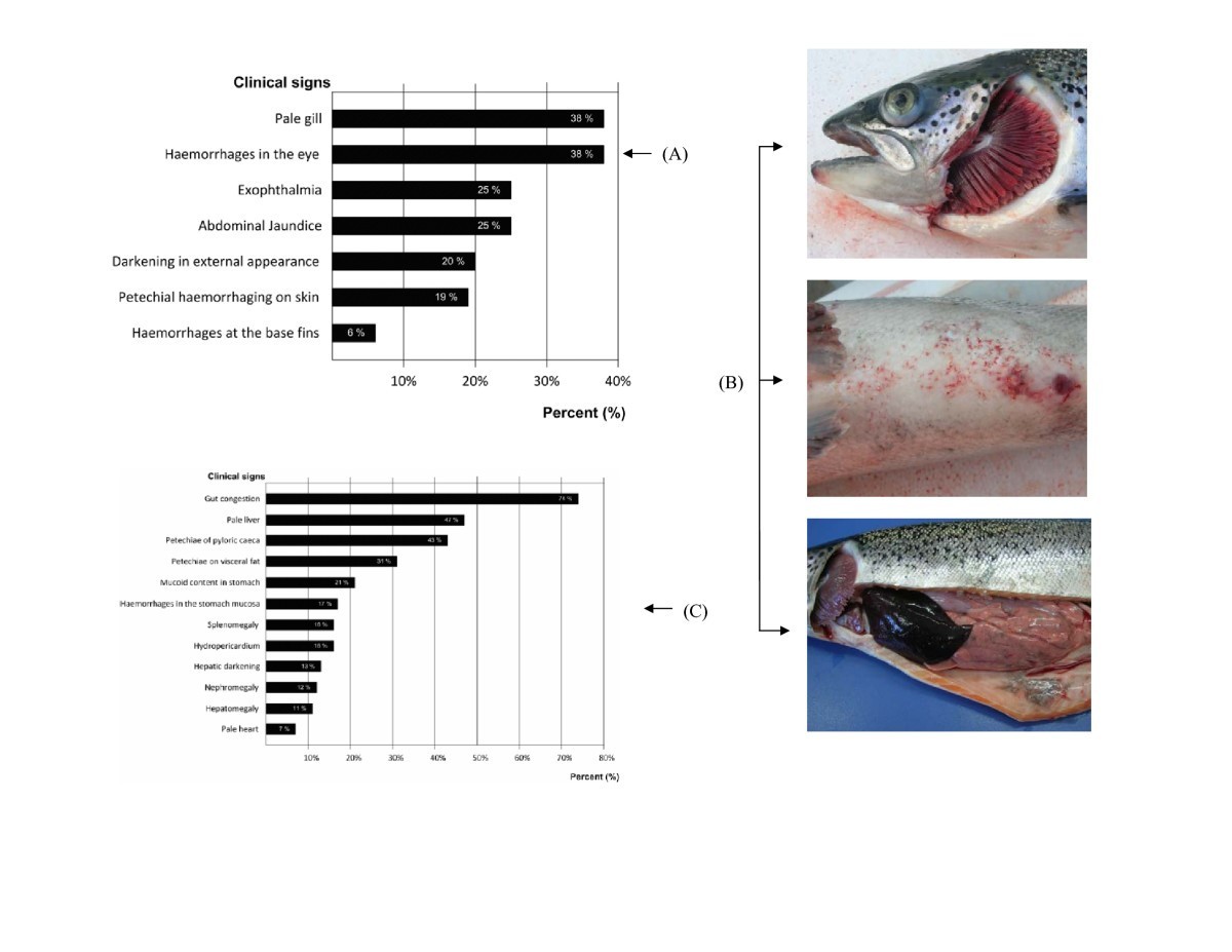 Brote índice de ISA en Chile, 2007. (A) Frecuencia de lesiones externas en 100 peces necropsiados. (B) Arriba: exoftalmia y branquias pálidas. Al medio: petequias en el abdomen. Abajo: hígado muy oscuro y hemorragias en la grasa visceral. (C) Frecuencia de lesiones internas.