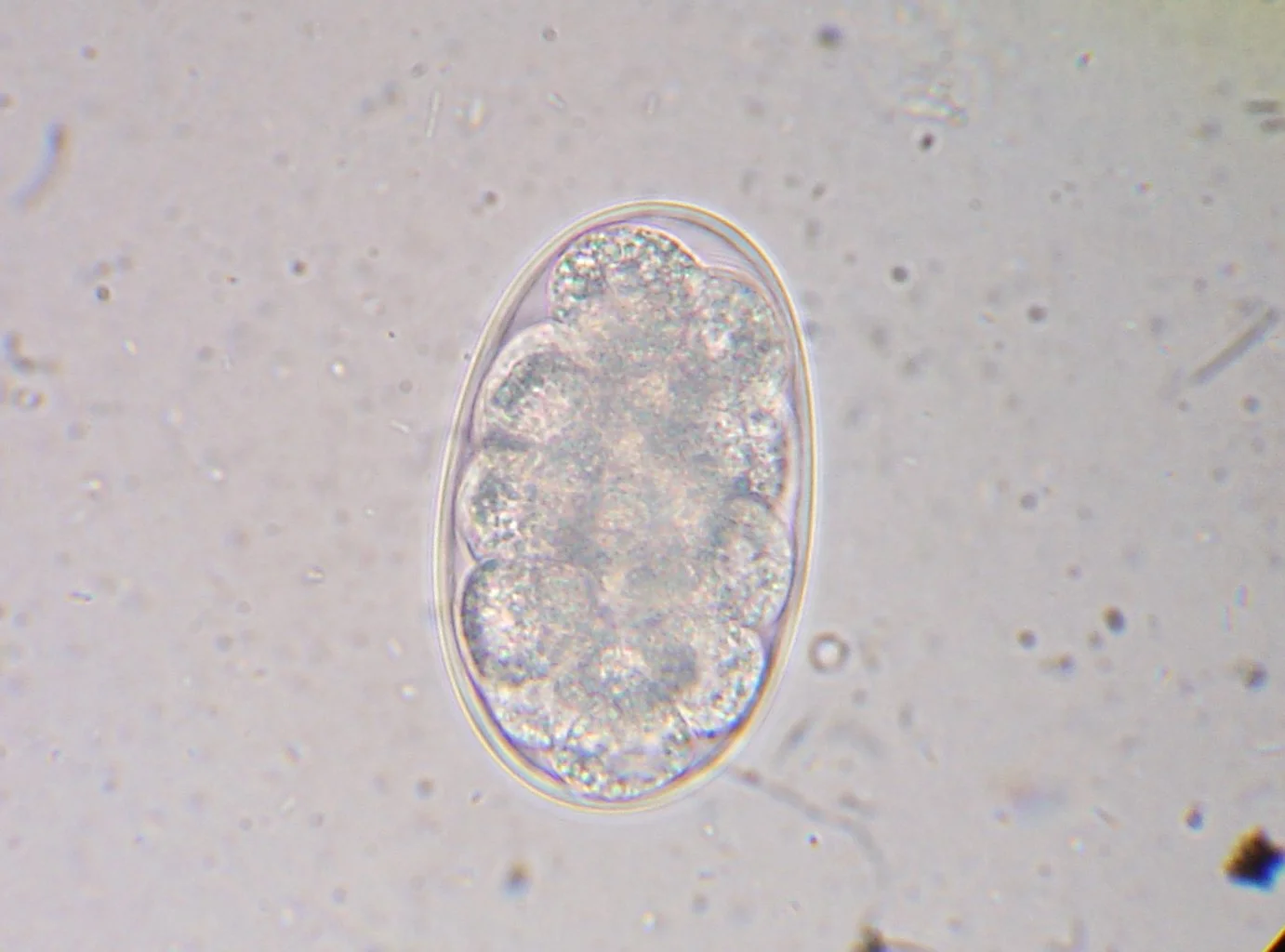 Huevo de Ancylostoma caninum en las heces de un perro: ovalado, de pared delgada y con el embrión en división. Al microscopio no se distingue del huevo de Uncinaria.