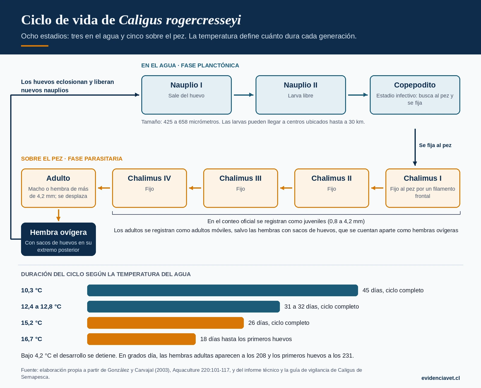 Ciclo de vida de Caligus rogercresseyi: tres estadios planctónicos y cinco parasitarios, con la duración del ciclo completo según la temperatura del agua.