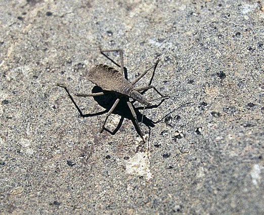 Mepraia spinolai, triatomino silvestre de la zona central de Chile.