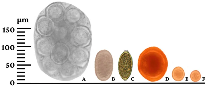 Tamaño comparado de huevos y ooquistes en heces de perros: A) paquete de huevos de Dipylidium caninum; B) Ancylostoma spp.; C) Trichuris vulpis; D) Toxocara canis; E) ooquiste de Cystoisospora canis; F) Hammondia o Neospora. La escala está en micrómetros.