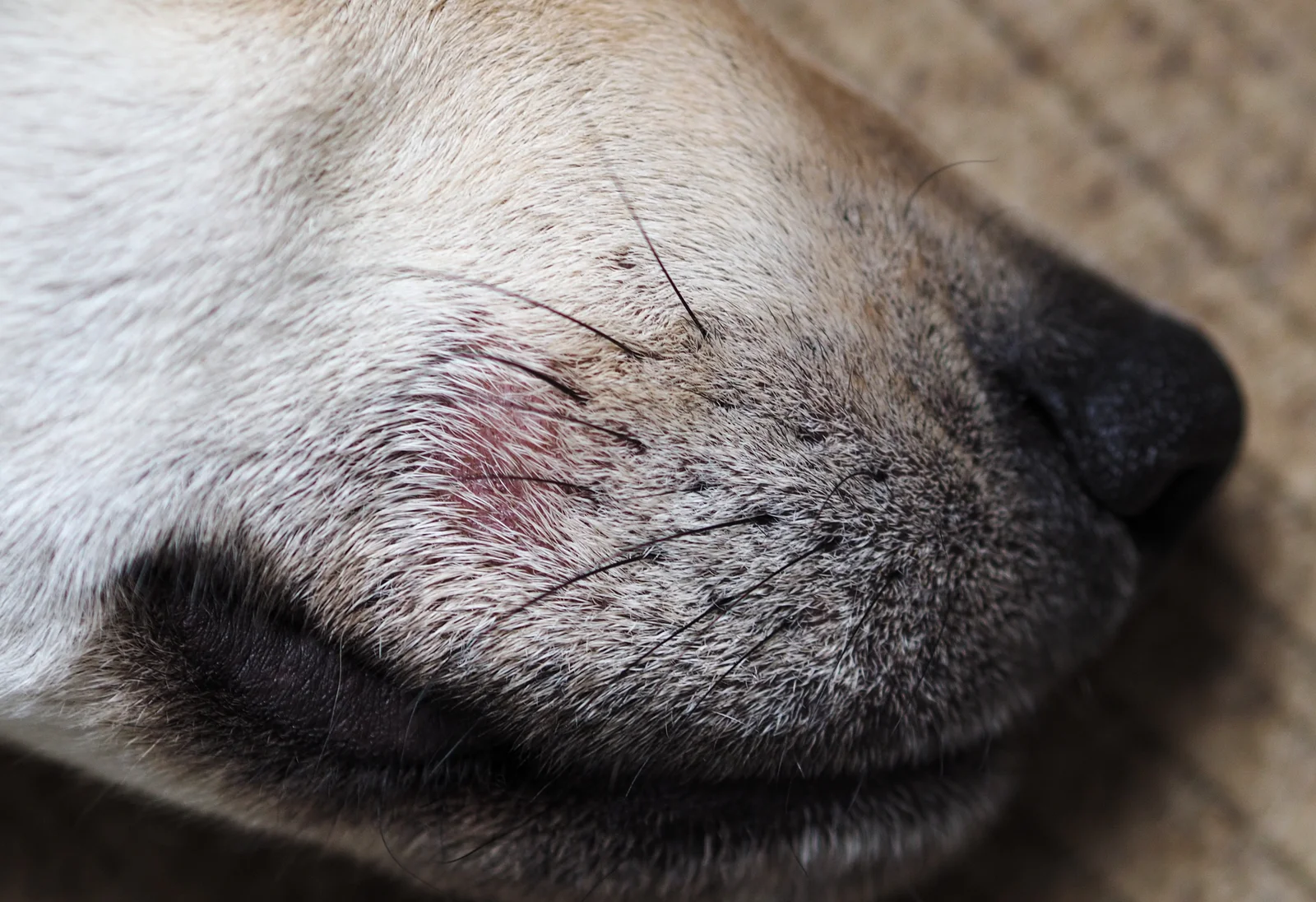 Demodicosis localizada en el labio superior derecho de un perro macho de 18 meses: pequeña zona con pérdida de pelo y enrojecimiento.
