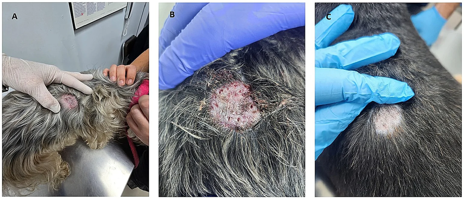 Querion por Microsporum canis en el dorso de una Silky Terrier de 5 años en Santiago: placa de unos 3 cm con pérdida de pelo, inflamación y pústulas (A, B), y la misma zona curada al día 81 de tratamiento (C).