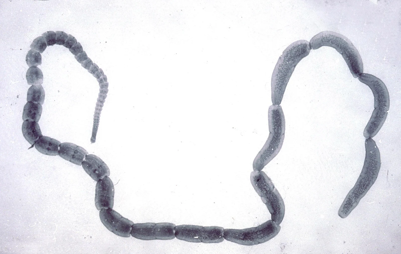 Gusano adulto de Dipylidium caninum. Los segmentos maduros del extremo se desprenden y salen con las heces o por el ano.