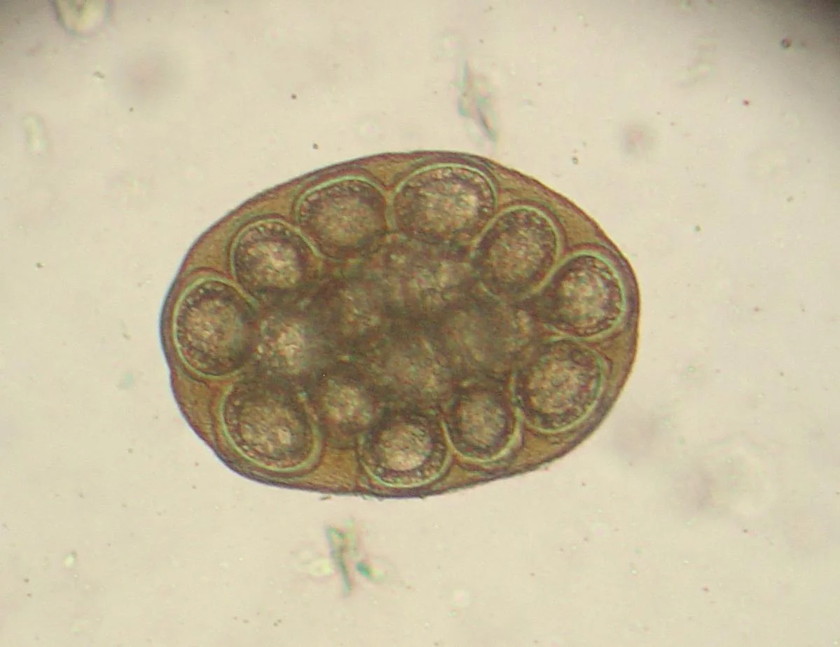 Paquete de huevos de Dipylidium caninum al microscopio (x400). Cada paquete contiene varios huevos con su embrión de seis ganchos.