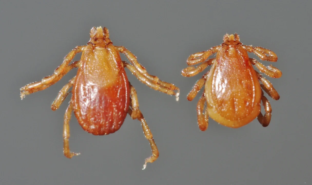 Garrapata café del perro, Rhipicephalus sanguineus, hembra y macho en vista dorsal.