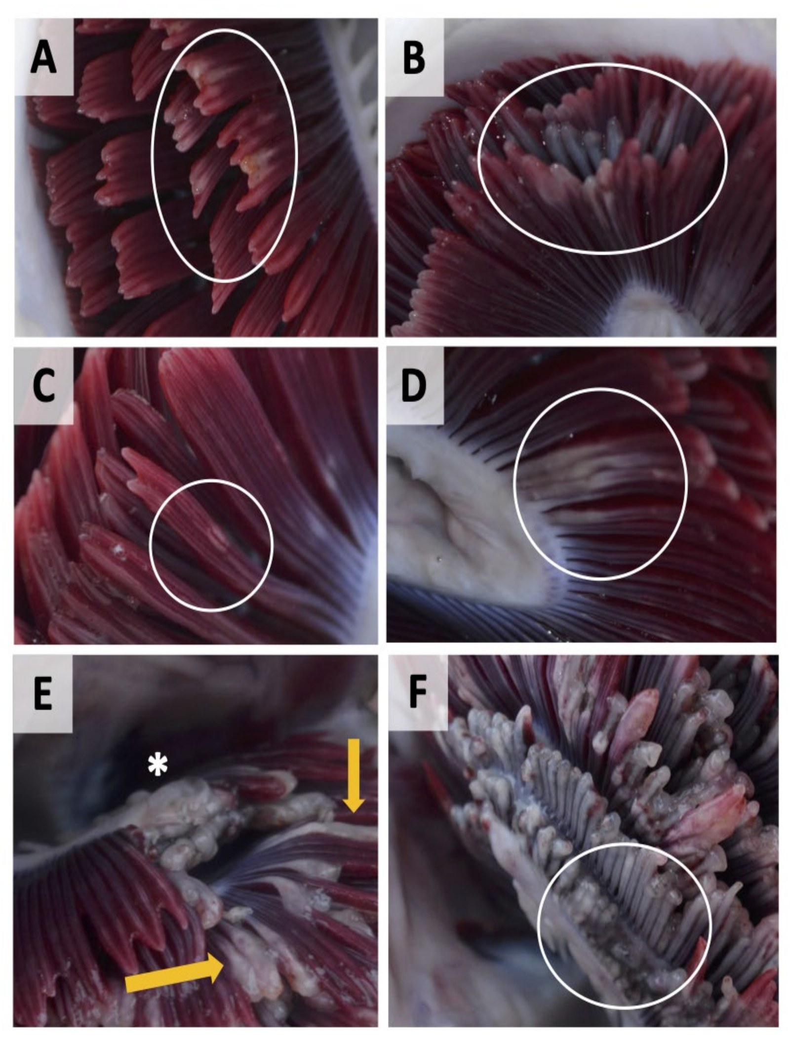 Lesiones macroscópicas en branquias de salmón del Atlántico cultivado en el fiordo Cupquelán, Aysén, con enfermedad branquial multifactorial. (A) Acortamiento de filamentos, palidez y acumulación de mucus. (B) Erosión extensa de filamentos. (C) Manchas o estrías focales. (D) Parche que abarca varios filamentos, con mucus. (E) Filamentos engrosados, erosión total y parches necróticos. (F) Erosión extensa, palidez y zonas de melanización.