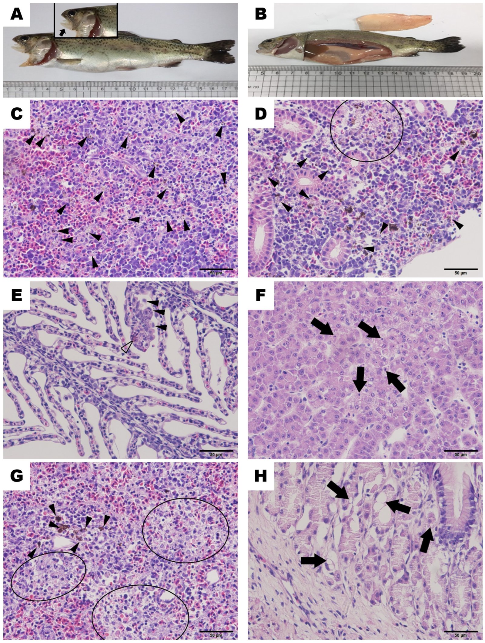 Trucha arcoíris infectada con F. psychrophilum. (A) Úlceras en la mandíbula y abdomen distendido. (B) Branquias pálidas y congestión del hígado. (C, D) Macrófagos con melanina en el riñón anterior y en el riñón. (E) Infiltración de macrófagos y monocitos en la lamela branquial. (F) Necrosis de coagulación diseminada de hepatocitos. (G) Agregados de macrófagos en el bazo. (H) Vacuolización del epitelio gástrico.