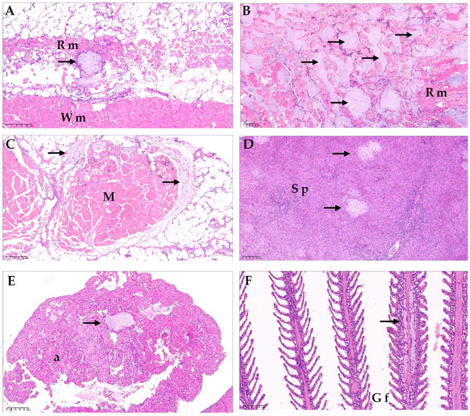 Histopatología de furunculosis atípica en salmón del Atlántico, tinción H&E. Colonias de bacterias cocobacilares en el músculo rojo y en el tejido muscular, con necrosis y hemorragia.