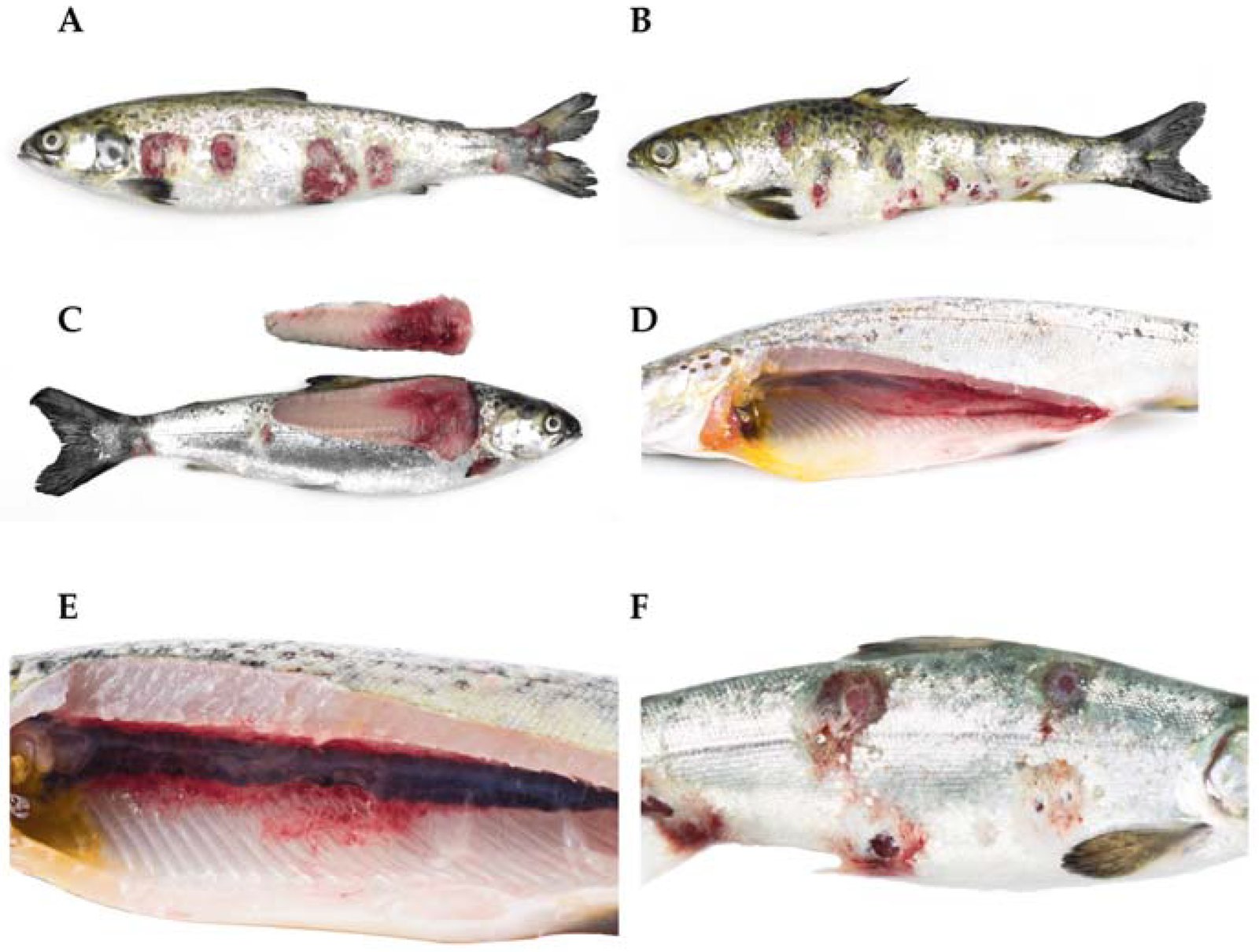 Salmón del Atlántico en agua dulce con furunculosis atípica. (A, B) Úlceras múltiples, algunas con borde blanco. (C) Pérdida de estructura y hemorragias en el músculo. (D) Petequias en la vejiga natatoria. (E) Hemorragias en el músculo perirrenal. (F) Hemorragia periocular, exoftalmia y úlceras múltiples, algunas coalescentes.