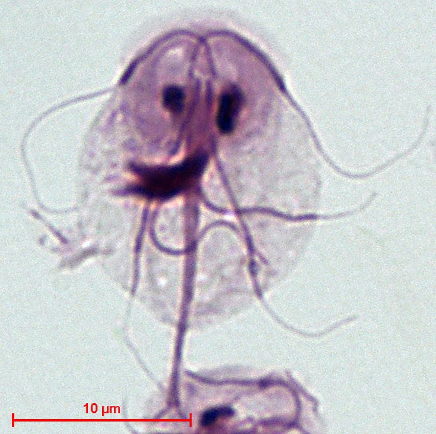 Trofozoíto de Giardia duodenalis teñido, con sus dos núcleos, el disco adhesivo y los flagelos. Es la forma que vive pegada al epitelio del intestino delgado. La barra mide 10 µm.