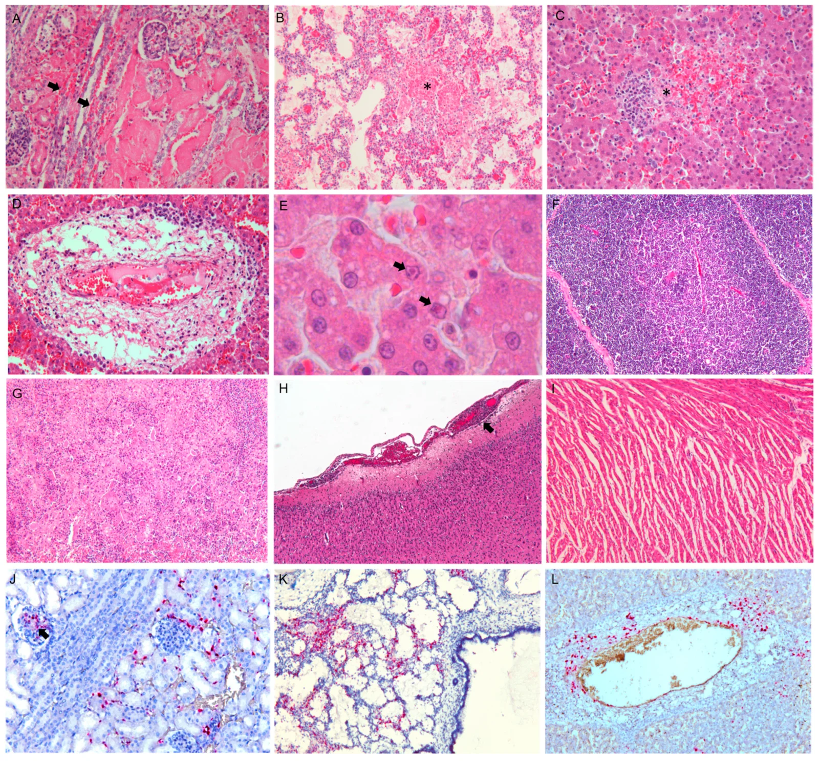 Lesiones microscópicas en los mismos cachorros: necrosis y hemorragias en riñón, pulmón e hígado, cuerpos de inclusión intranucleares eosinofílicos en hepatocitos (E), atrofia del timo y depleción del bazo. Abajo, detección del ARN viral por hibridación in situ.