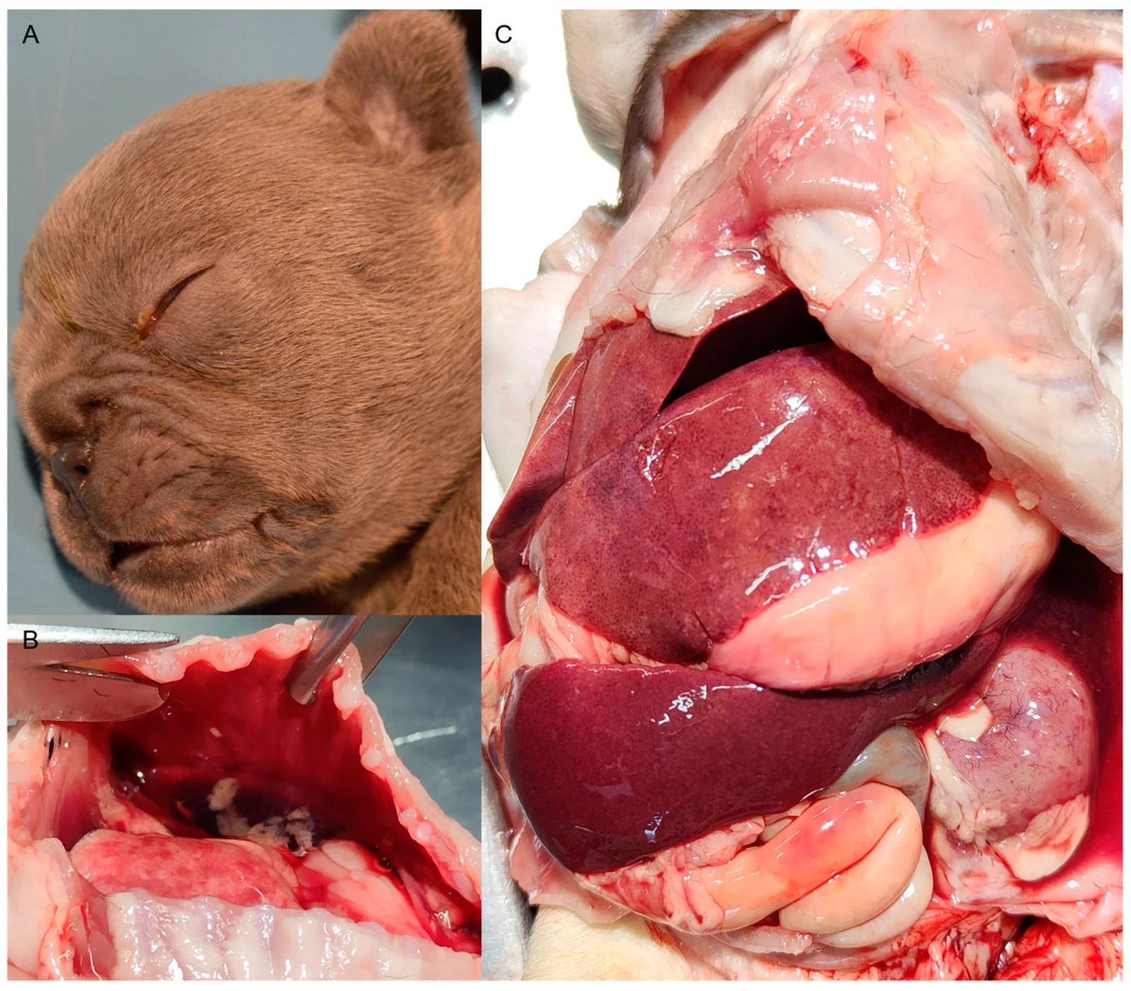 Cachorros de Bulldog Francés muertos por herpesvirus canino: (A) secreción ocular serosa; (B) líquido serohemorrágico con coágulos de fibrina en el tórax; (C) ascitis serohemorrágica, hígado grande con necrosis y hemorragias, esplenomegalia y riñón con petequias en la corteza.