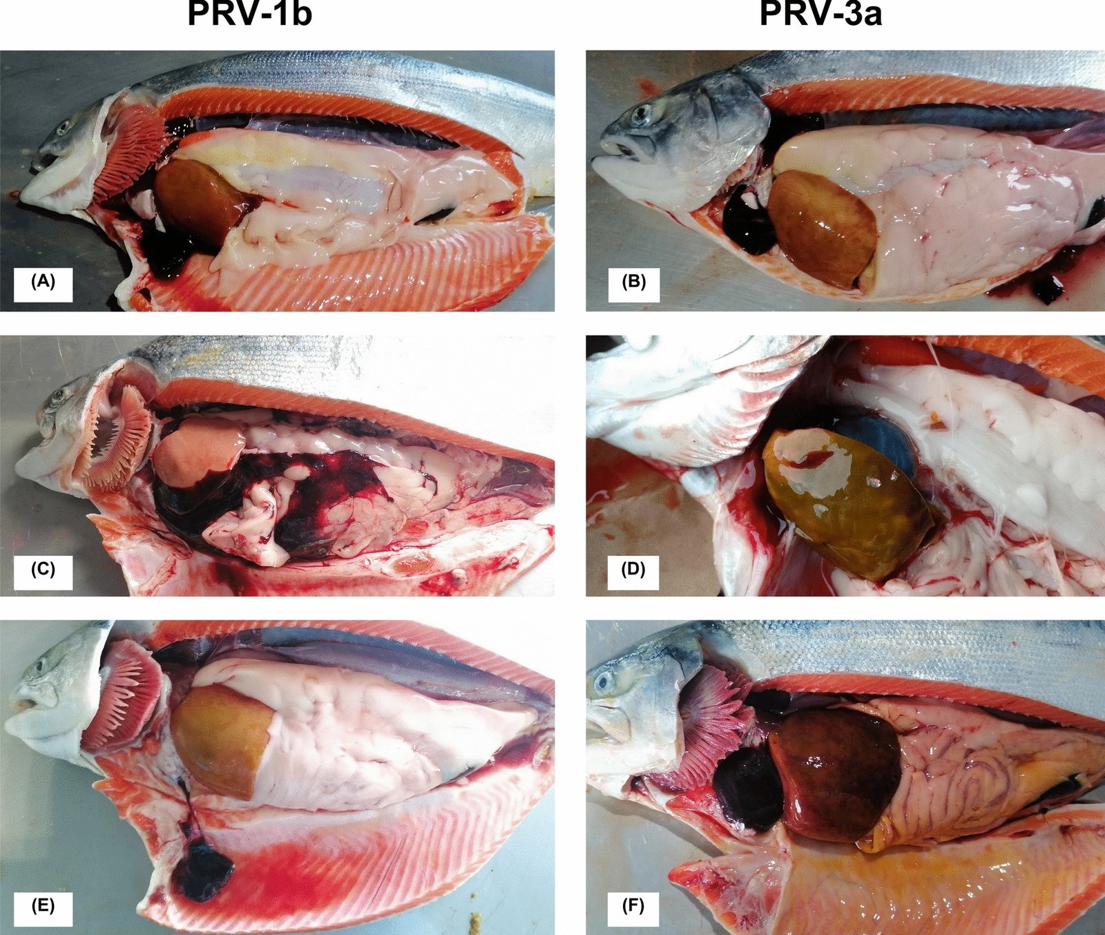 Hallazgos macroscópicos en salmón coho infectado con PRV-1b o PRV-3a en Chile. Corazón roto y pálido, hemopericardio con coágulo en la cavidad pericárdica, hígado moteado o en nuez moscada, colestasis biliar, ascitis e ictericia en la grasa perivisceral.