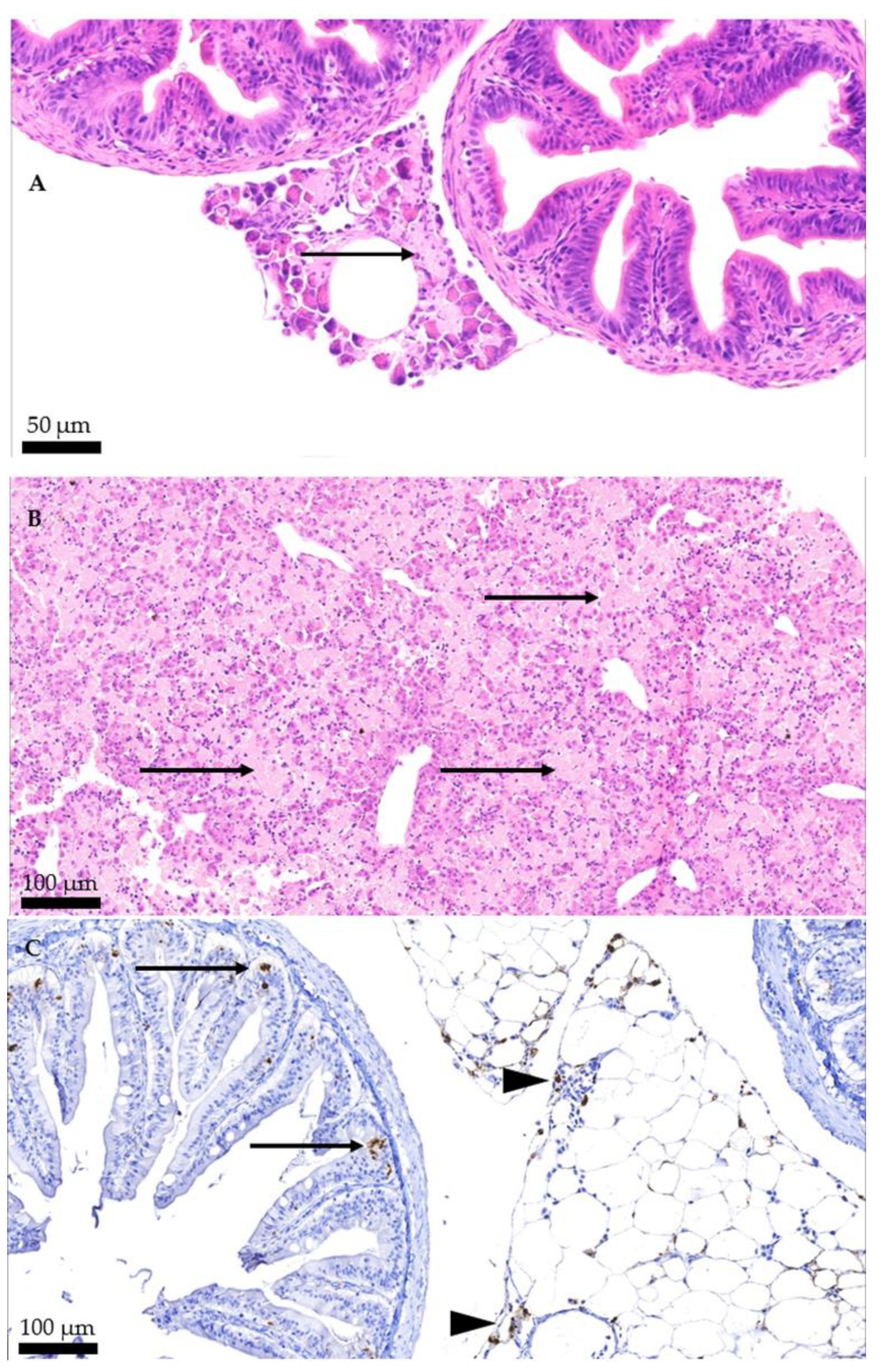 Salmón del Atlántico con IPN. (A) Ciegos pilóricos y páncreas: necrosis pancreática difusa, con degeneración de las células acinares y material eosinofílico amorfo. (B) Hígado con necrosis difusa y grave. (C) Inmunohistoquímica para el virus.