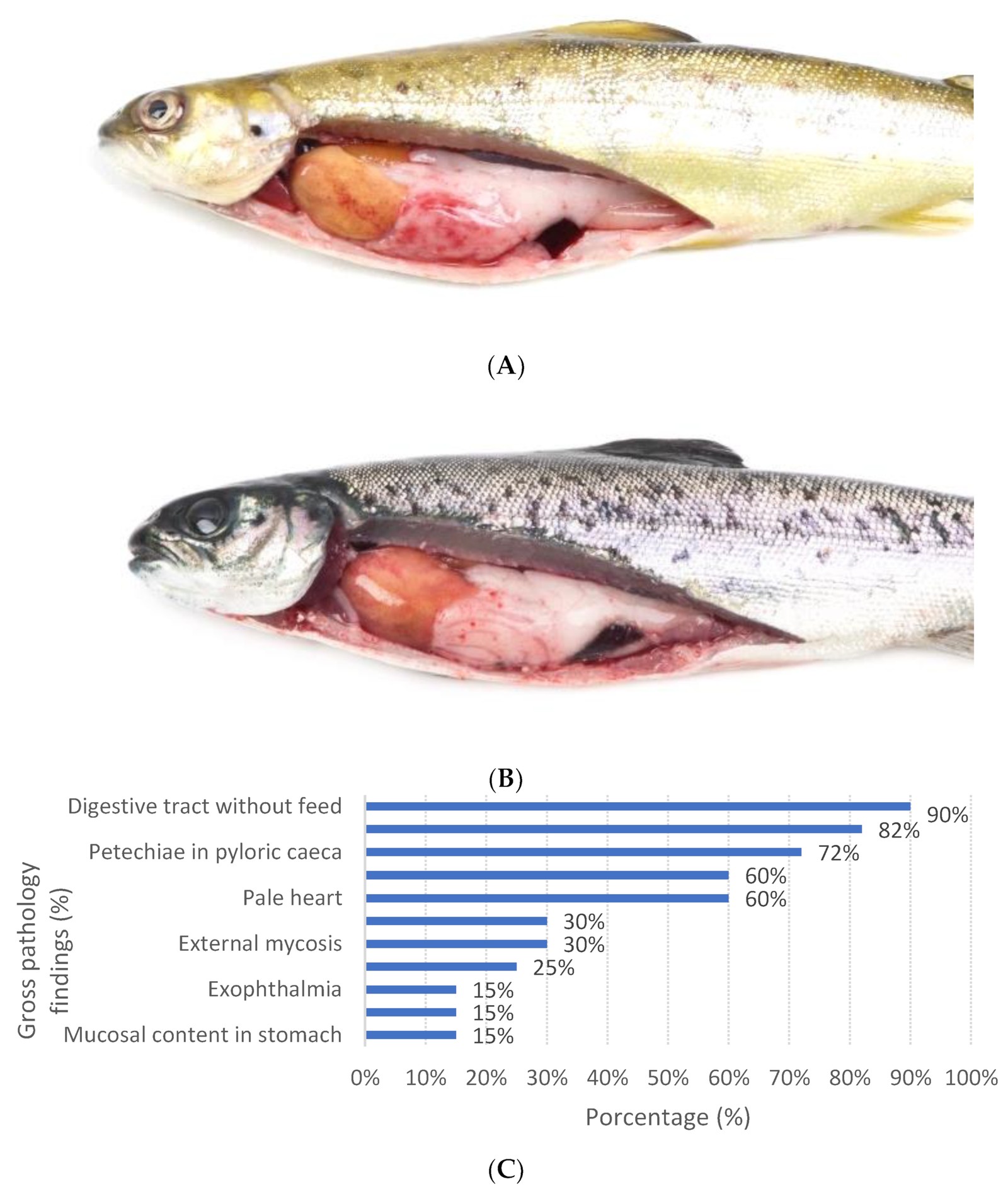 Smolts de salmón del Atlántico de un brote de IPN en 2022. (A) Hemorragias difusas en la grasa visceral e hígado amarillo. (B) Petequias en la grasa pilórica e hígado amarillo. (C) Frecuencia de los hallazgos macroscópicos en salmón del Atlántico con IPN entre 2020 y 2022.