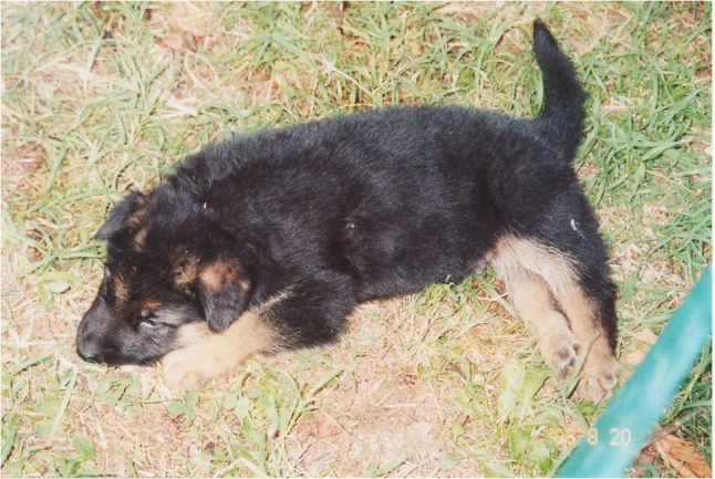 Cachorro de Pastor Alemán de 8 semanas con neosporosis: rigidez en extensión (artrogriposis) de ambas patas traseras.