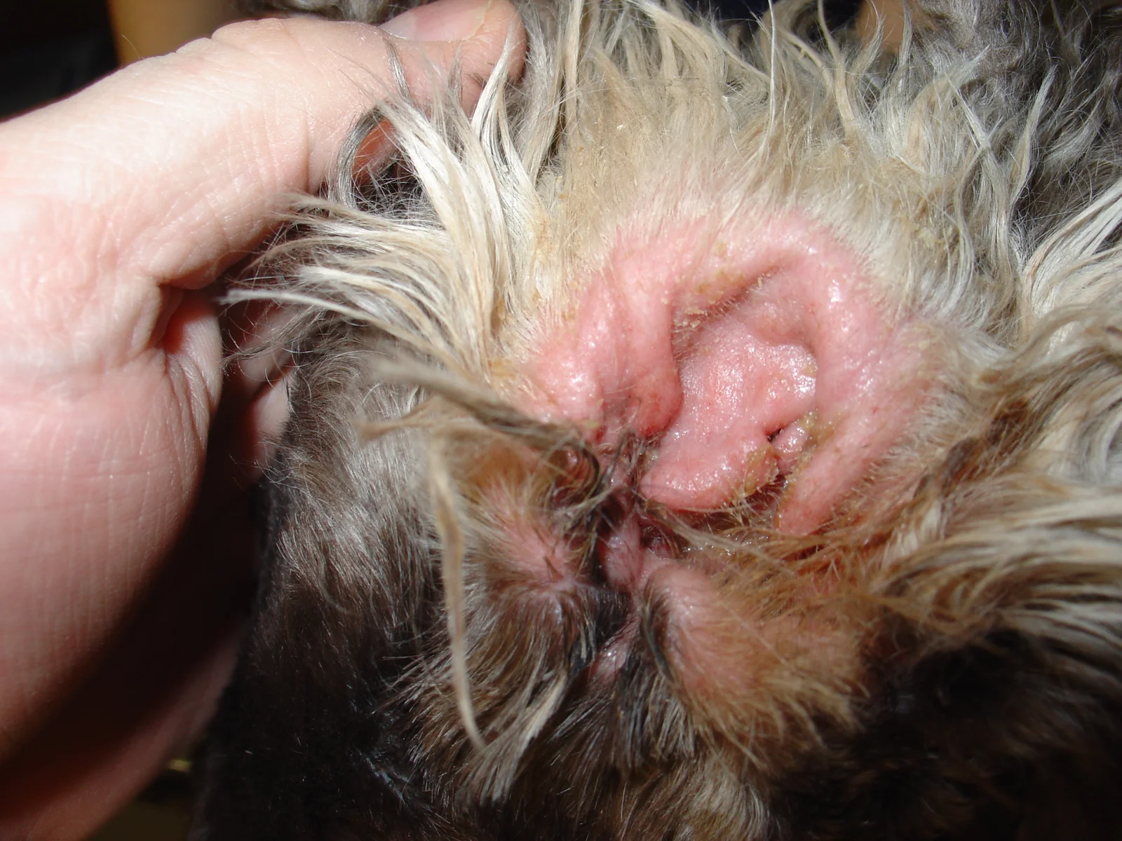 Otitis externa grave en un Cocker Spaniel de 4 años, con el conducto inflamado y lleno de exudado.