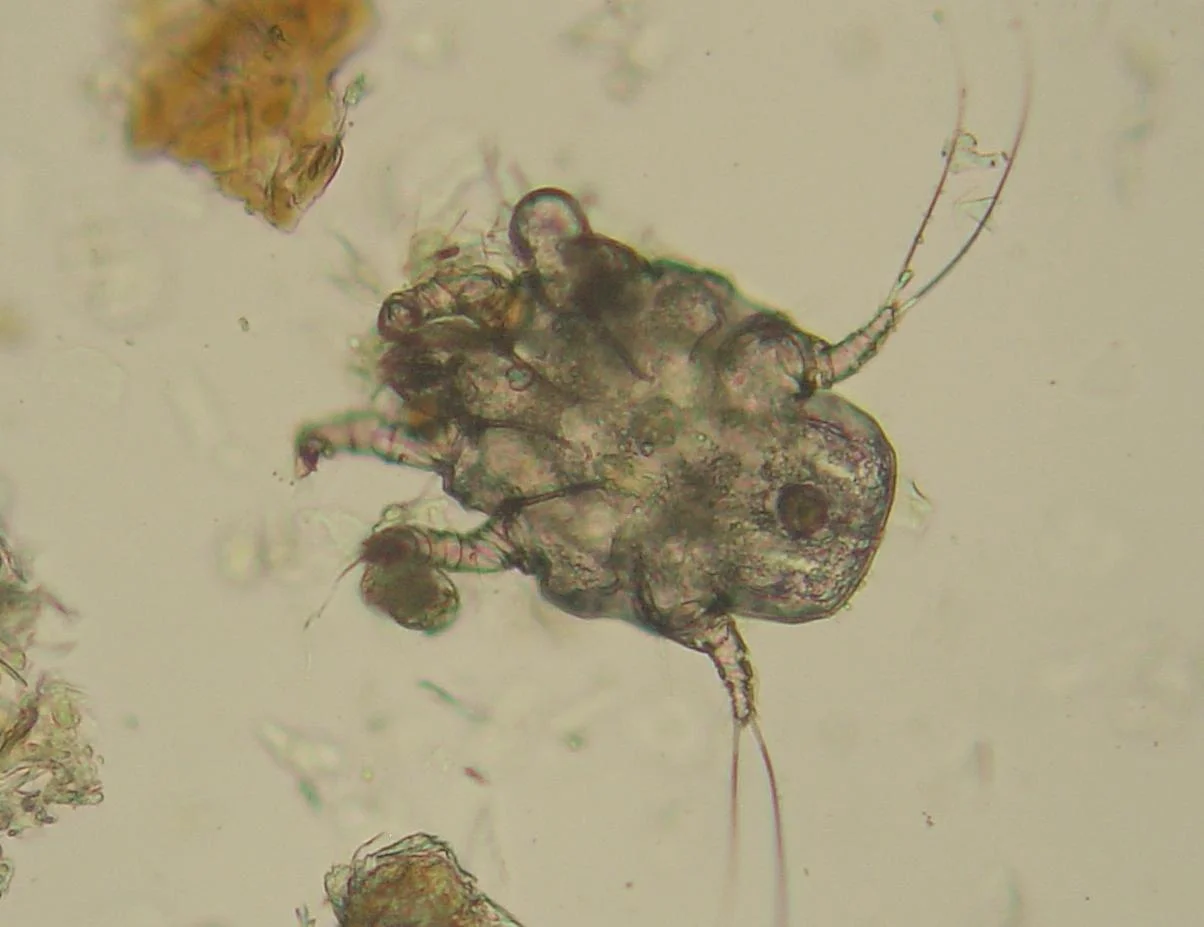 Ácaro del oído, Otodectes cynotis, al microscopio. Se busca en cerumen oscuro mezclado con aceite.
