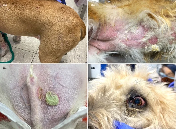 Ejemplos clínicos de pioderma superficial en perros, de la guía ISCAID para el uso de antimicrobianos en pioderma canina.