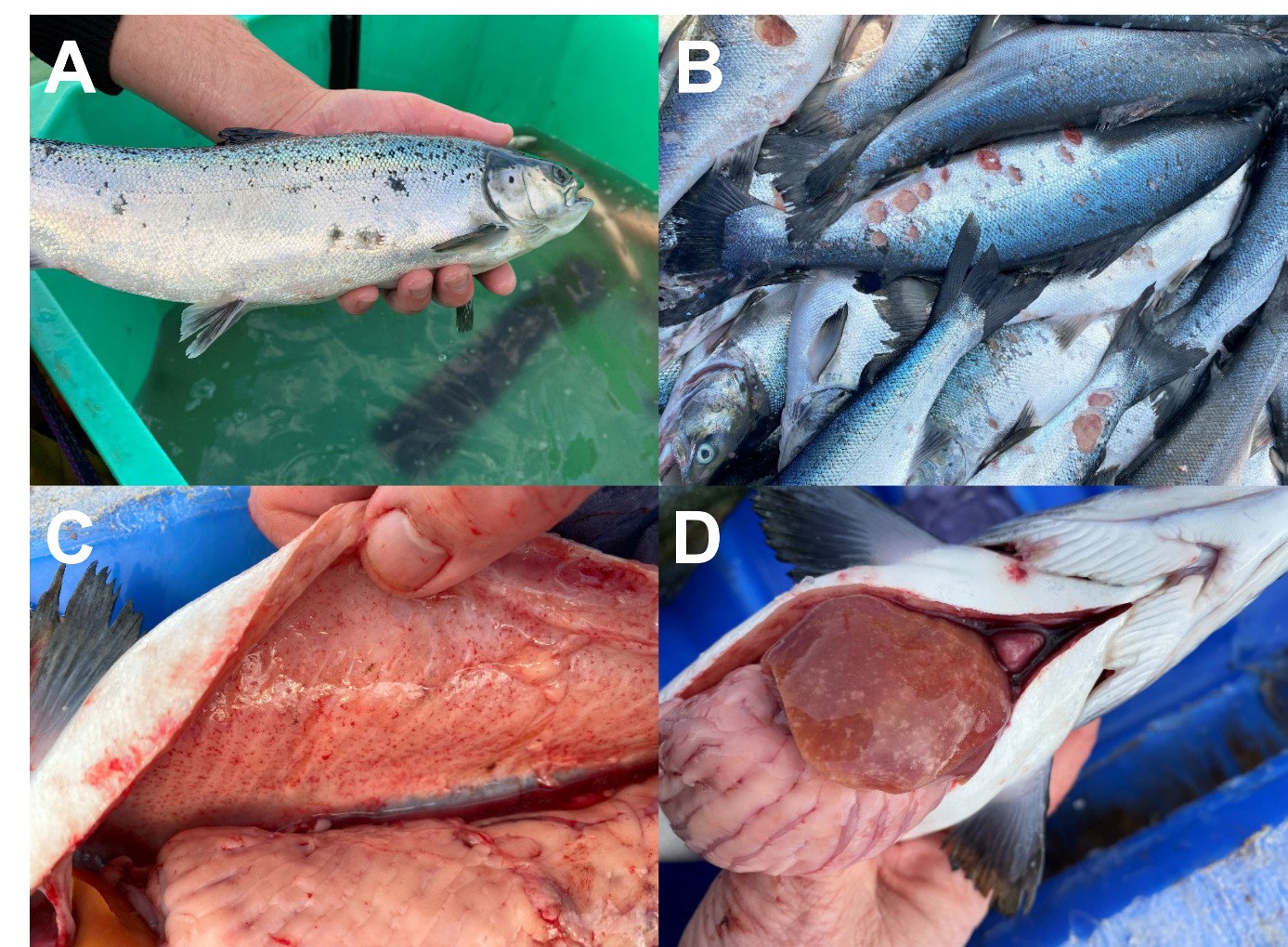 Salmón del Atlántico con piscirickettsiosis en centros de Irlanda y Reino Unido. (a) Lesiones cutáneas hemorrágicas. (b) Úlcera en el flanco. (c) Hemorragias en el peritoneo. (d) Manchas blanco crema en el hígado.