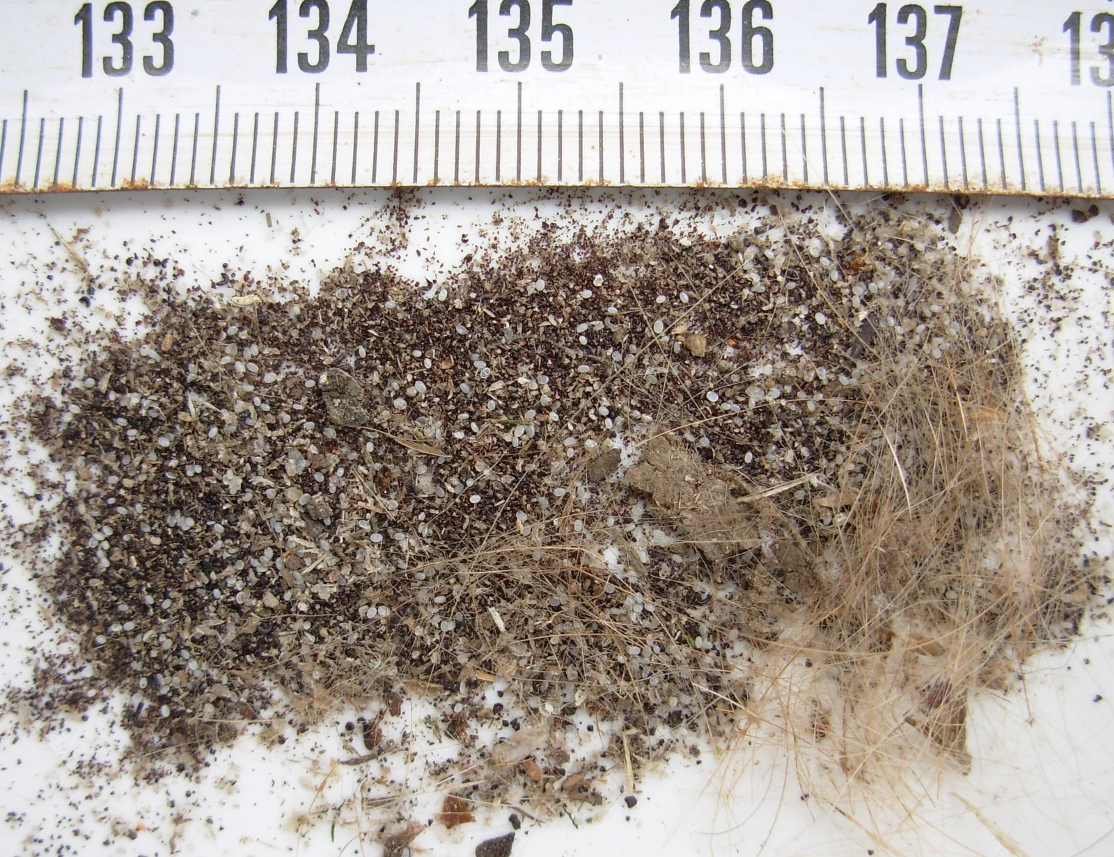 Huevos (puntos blancos) y heces (puntos oscuros) de Ctenocephalides felis entre pelos, sobre una regla en centímetros. Las heces son las que se detectan con el peine.