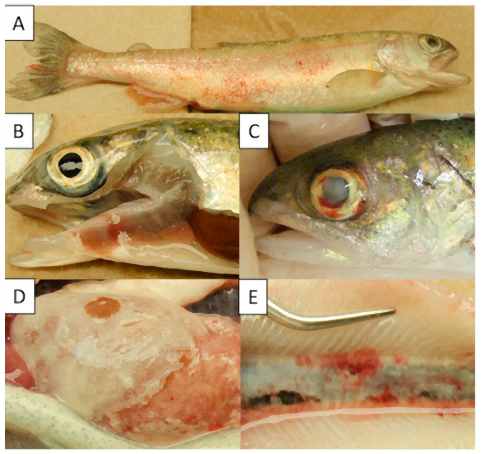 Salmón chinook infectado experimentalmente con R. salmoninarum. (A) Hemorragias y petequias a lo largo de la línea lateral. (B) Branquias pálidas. (C) Opacidad corneal con hemorragia. (D) Membrana falsa sobre el hígado. (E) Lesiones granulomatosas en el riñón.