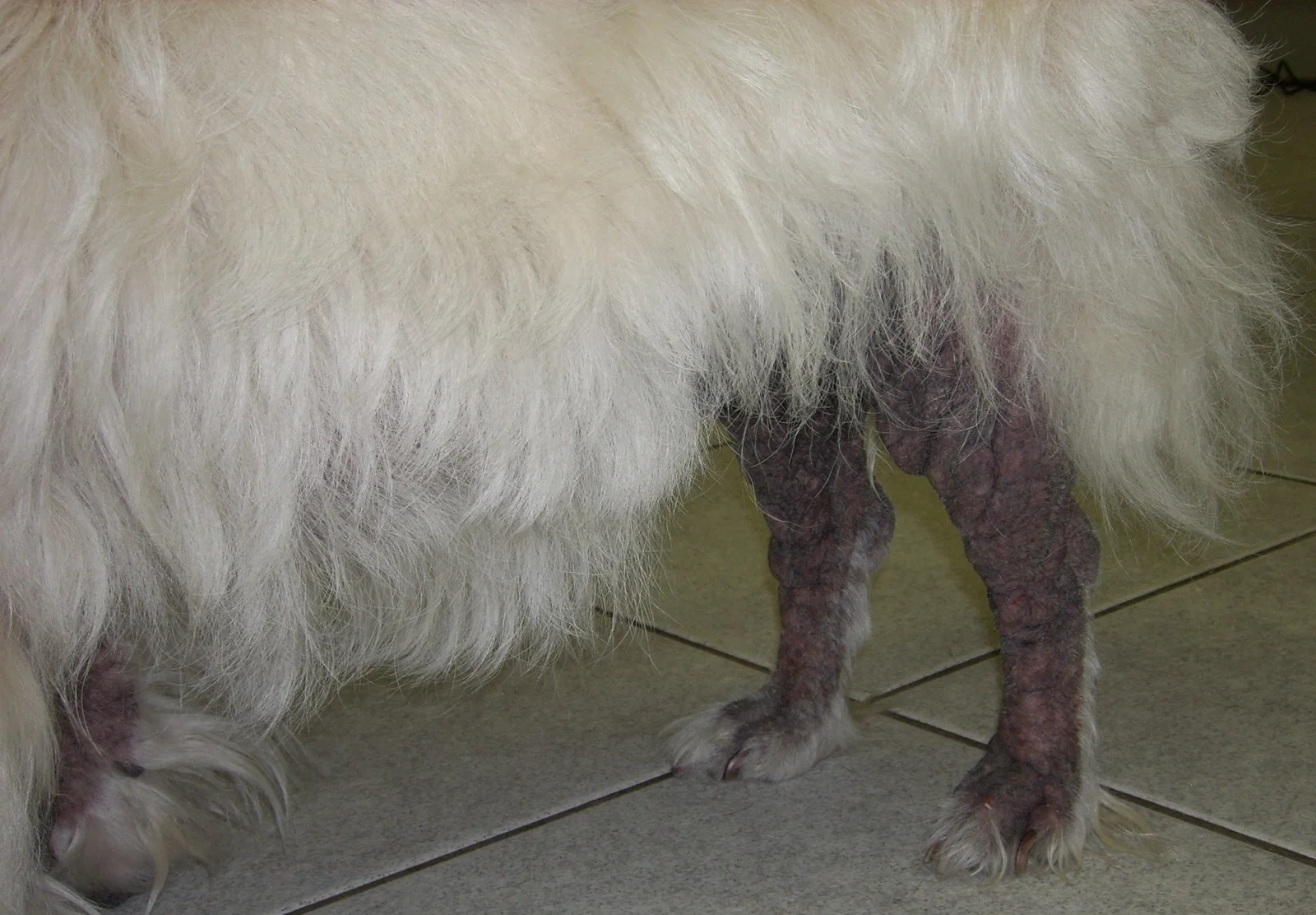 Perro con sarna sarcóptica: pérdida de pelo, piel engrosada y oscurecida en los miembros.