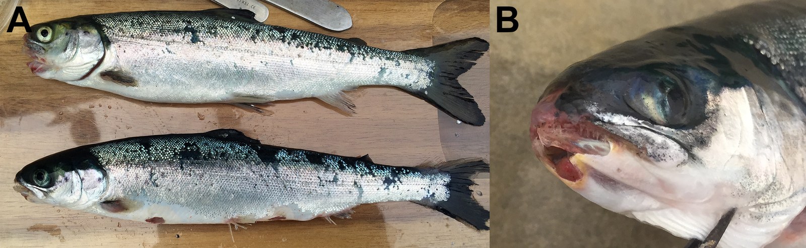Casos de campo en smolts de salmón del Atlántico de dos centros de Finnmark, Noruega, con T. finnmarkense como agente dominante. (A) Úlceras cutáneas con pérdida de escamas y márgenes amarillos, y aletas deshilachadas. (B) Lesión oral con el margen amarillo característico.