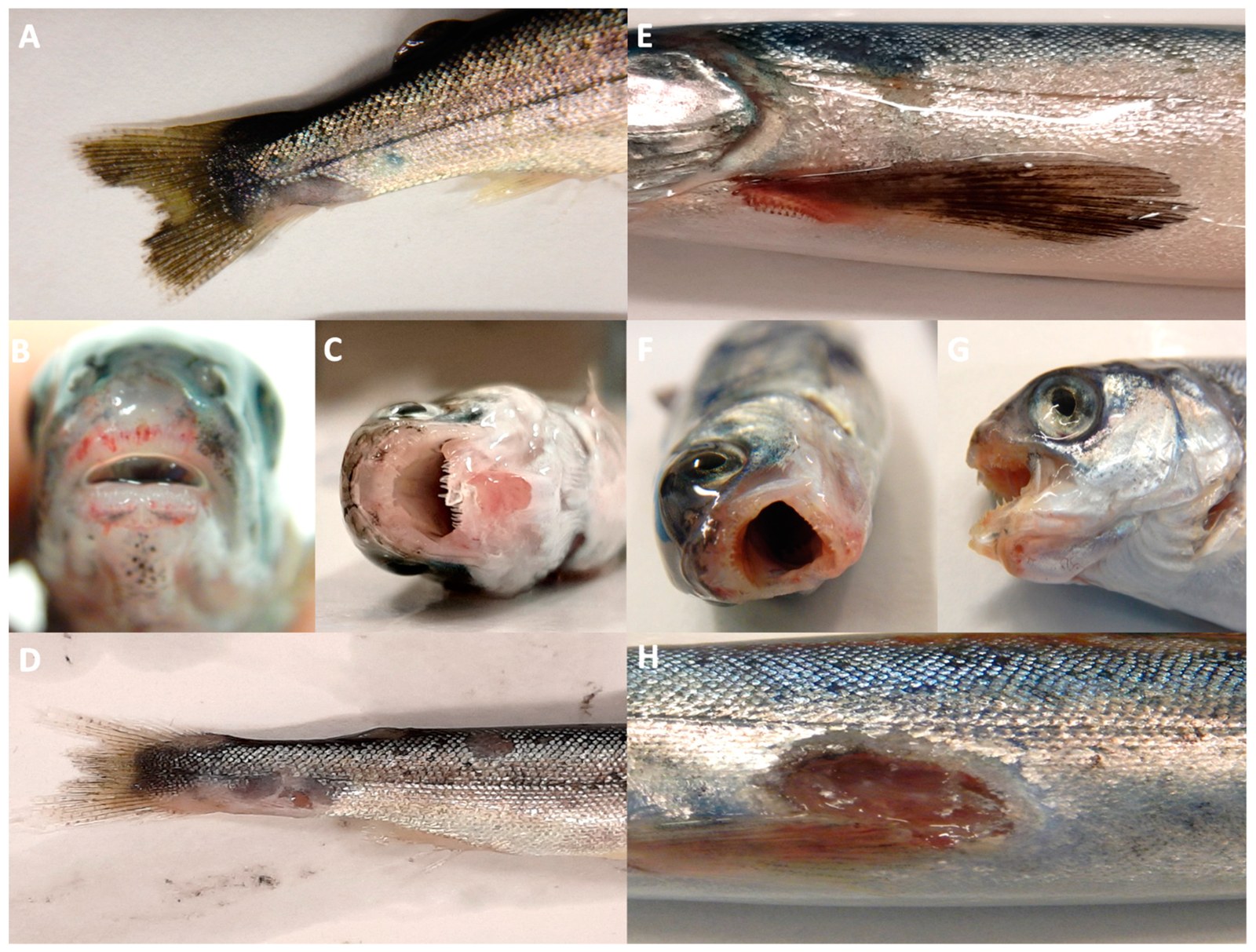 Salmón del Atlántico infectado experimentalmente por baño con T. dicentrarchi y T. maritimum. Los paneles muestran lesiones de gravedad creciente: úlceras y hemorragias en las mandíbulas, placas amarillas y formas graves con hueso y músculo expuestos. Peces de laboratorio en Canadá, no casos de campo.